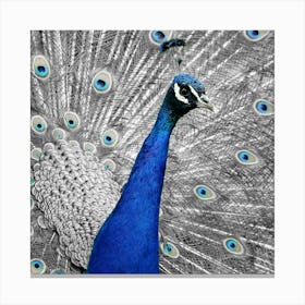 Peacock By Daniel Taylor Canvas Print
