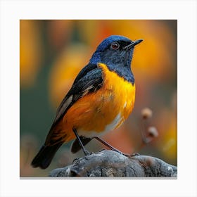 Tawny Thrush Canvas Print