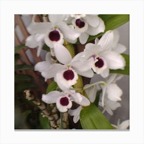 Orchids 6 Canvas Print