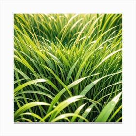 Green Grass Background 32 Canvas Print