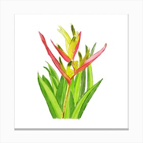 Vibrant pink and green Heliconia Tropical Flower and leaves in Watercolor Canvas Print