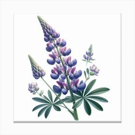Flower of Lupine 1 Canvas Print
