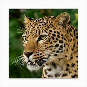 Leopard 1 Canvas Print