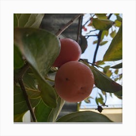 Two Plums On A Tree Canvas Print