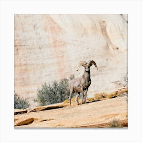 Desert Bighorn Sheep On Cliff Canvas Print