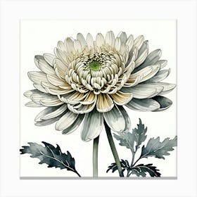 Chrysanthemum 8 Canvas Print