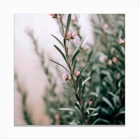 Blooming Rosemary Canvas Print