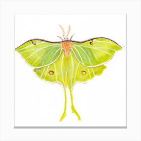 Moon Moth Watercolor Canvas Print