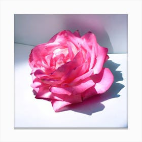 The Fuchsia Rose Canvas Print