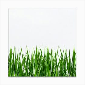 Royal Bengal Tiger Composed Of Freshly Trimmed Green Grass Contrasting Sharply Against A Stark Whit Canvas Print