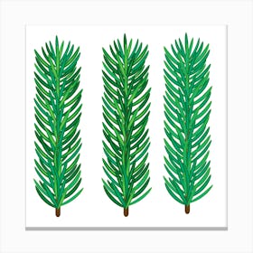 Fir Needles Isolated On White Background Canvas Print