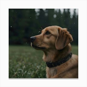 Golden Retriever 12 Canvas Print