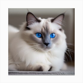 Ragdoll Cat Canvas Print