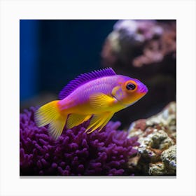 Colorful Tropical Fish In Aquarium Canvas Print