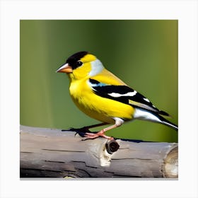 Goldfinch 9 Canvas Print