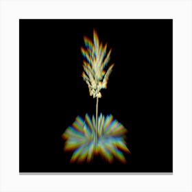Prism Shift Adam's Needle Botanical Illustration on Black Canvas Print