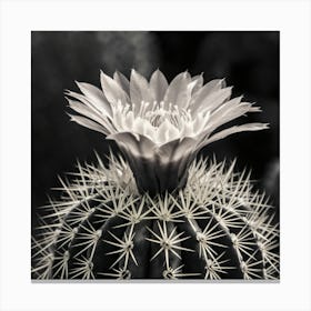 Cactus Flower 5 Canvas Print