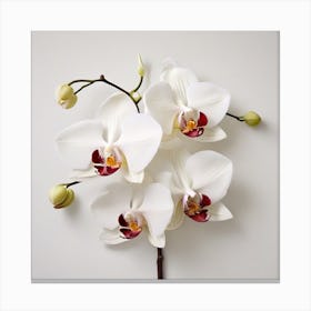 Orchid 4 Canvas Print