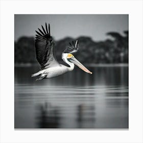 Pelican skipping the water Canvas Print