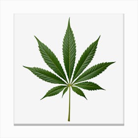 Marijuana Leaf On Black Background 1 Canvas Print