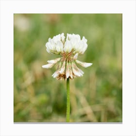 White Clover Closeup Canvas Print