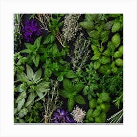 Fresh Herbs On A Black Background 6 Canvas Print