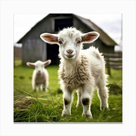 Baby Lamb Standing In Front Of Barn 1 Canvas Print