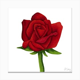 Red Rose Canvas Print