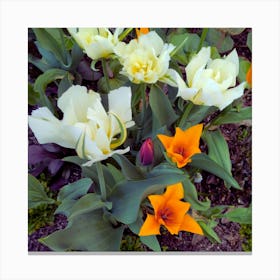 Tulips Canvas Print