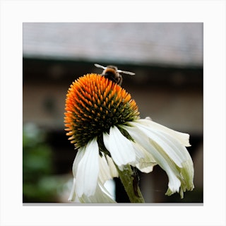 Bee On A Flower  Color Nature Photography Square Canvas Print