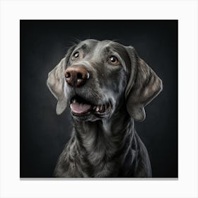 Weimaraner Portrait Canvas Print