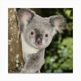 Koala Canvas Print