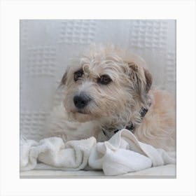 Dog Laying On A Blanket Canvas Print