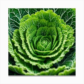 Close Up Of A Green Cabbage Canvas Print