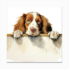 Spaniel Welsh Springer 7 Canvas Print