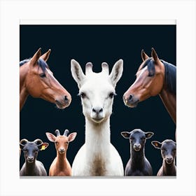 Llamas 4 Toile