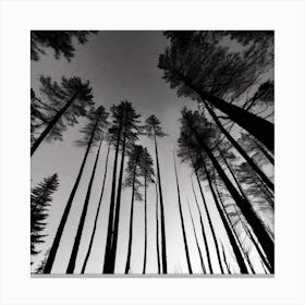Black And White Forest 1 Canvas Print