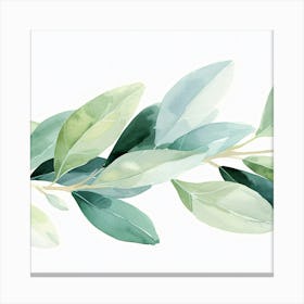 Green Olive Branch Canvas Print