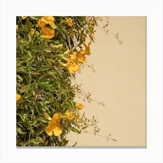 Yellow Flowers Square Canvas Print