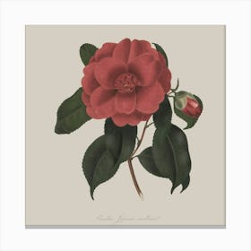 Camellia Canvas Print