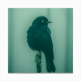 Black Bird In The Fog Canvas Print