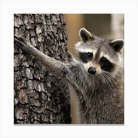 Raccoon climbing up a Tree Canvas Print