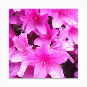 Pink Azaleas 7 Canvas Print