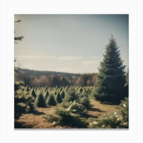Christmas Trees In A Field Canvas Print