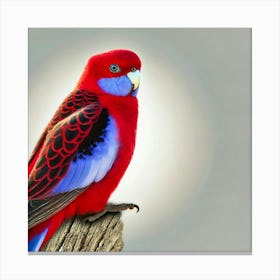 Red Cockatoo Canvas Print