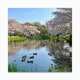 In A Tranquil Japanese Park Nestled Among Cherry Blossoms A Congregation Of Wild Anas Platyrhynchos Canvas Print