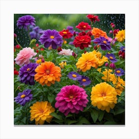 Colorful Dahlias In The Rain Canvas Print