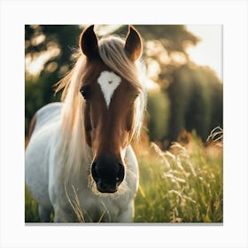 Horse In The Field 2 Canvas Print