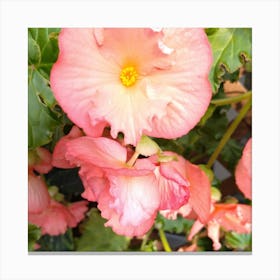 Begonias 4 Canvas Print