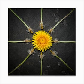 Top Down View Of Fresh Yellow Dandelions In The Canvas Print